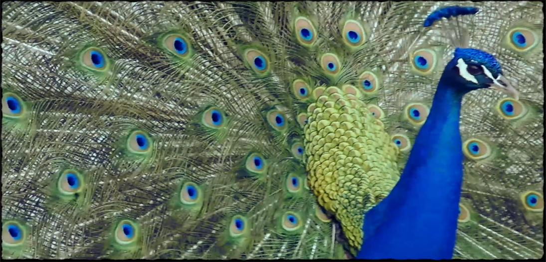 For Your Consumption Pleasure...GYULA TECH VIDEO